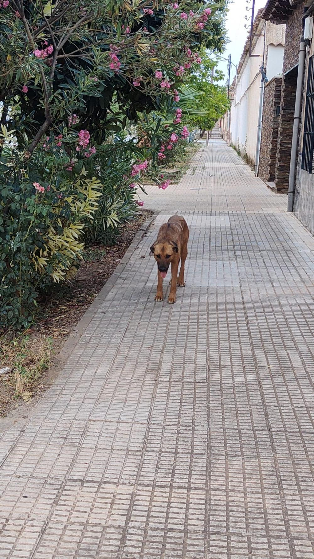 Perro encontrado MESTIZO - DESCONOZCO LA RAZA en Santa Cruz de Mudela (Ciudad Real)