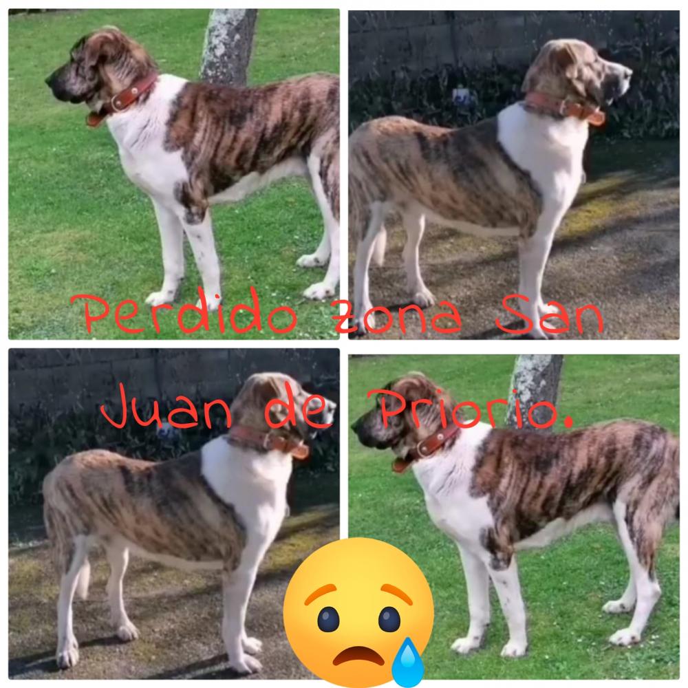 Perro perdido MASTÍN ESPAÑOL en San Juan de Priorio. (Asturias)