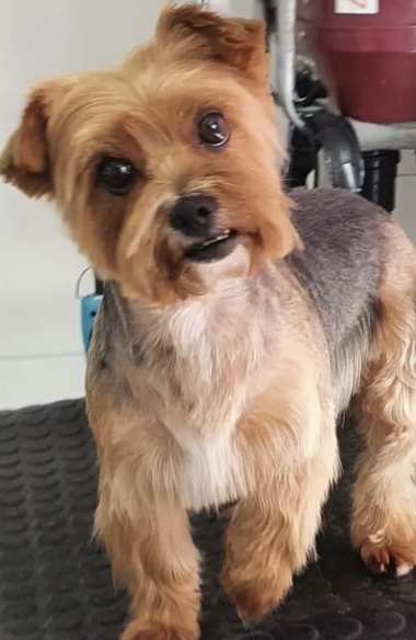 Perro perdido YORKSHIRE TERRIER en Valdoviño (La Coruña)