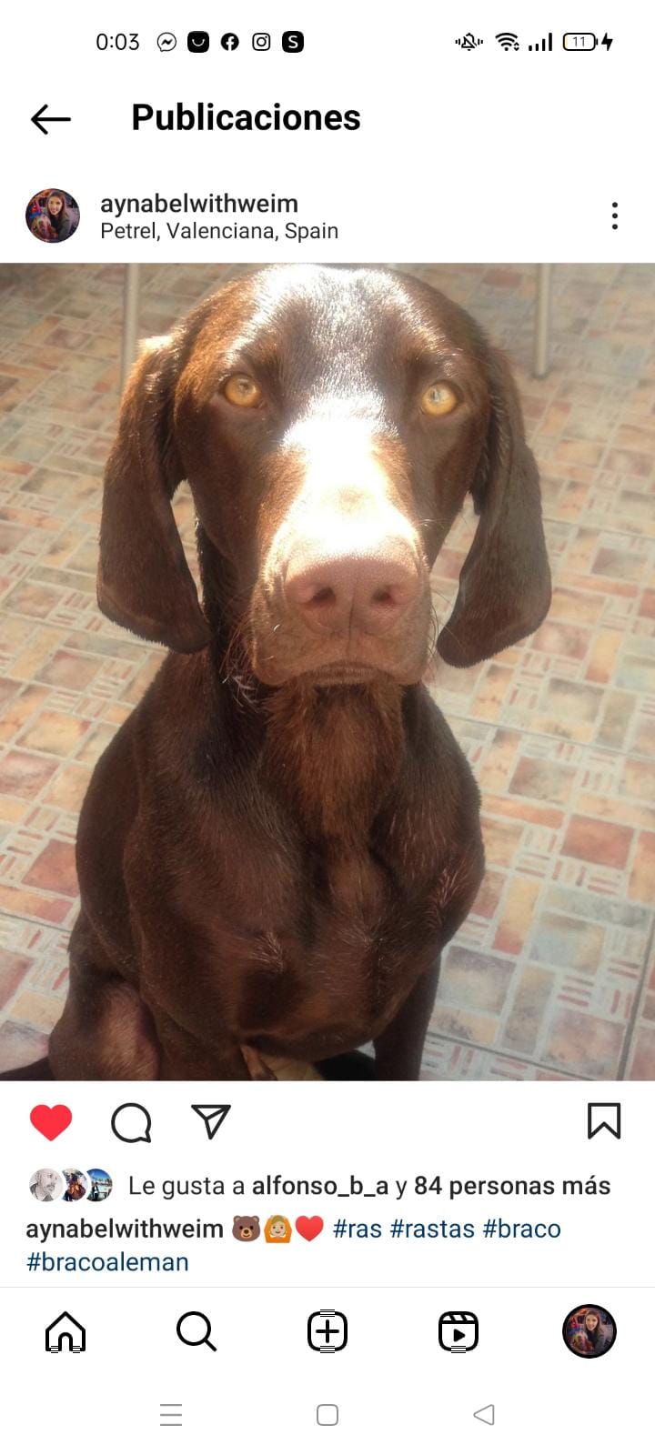 Perro perdido BRACO ALEMÁN DE PELO CORTO en Triana (velez malaga)  (Málaga)