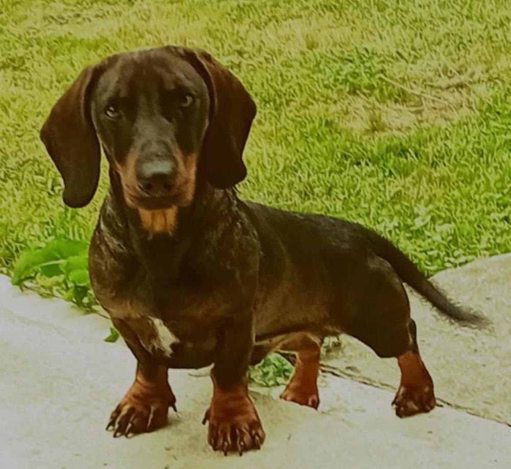 Perro perdido TECKEL en Suesa , RIBAMONTAN AL MAR, CANTABRIA (Cantabria)