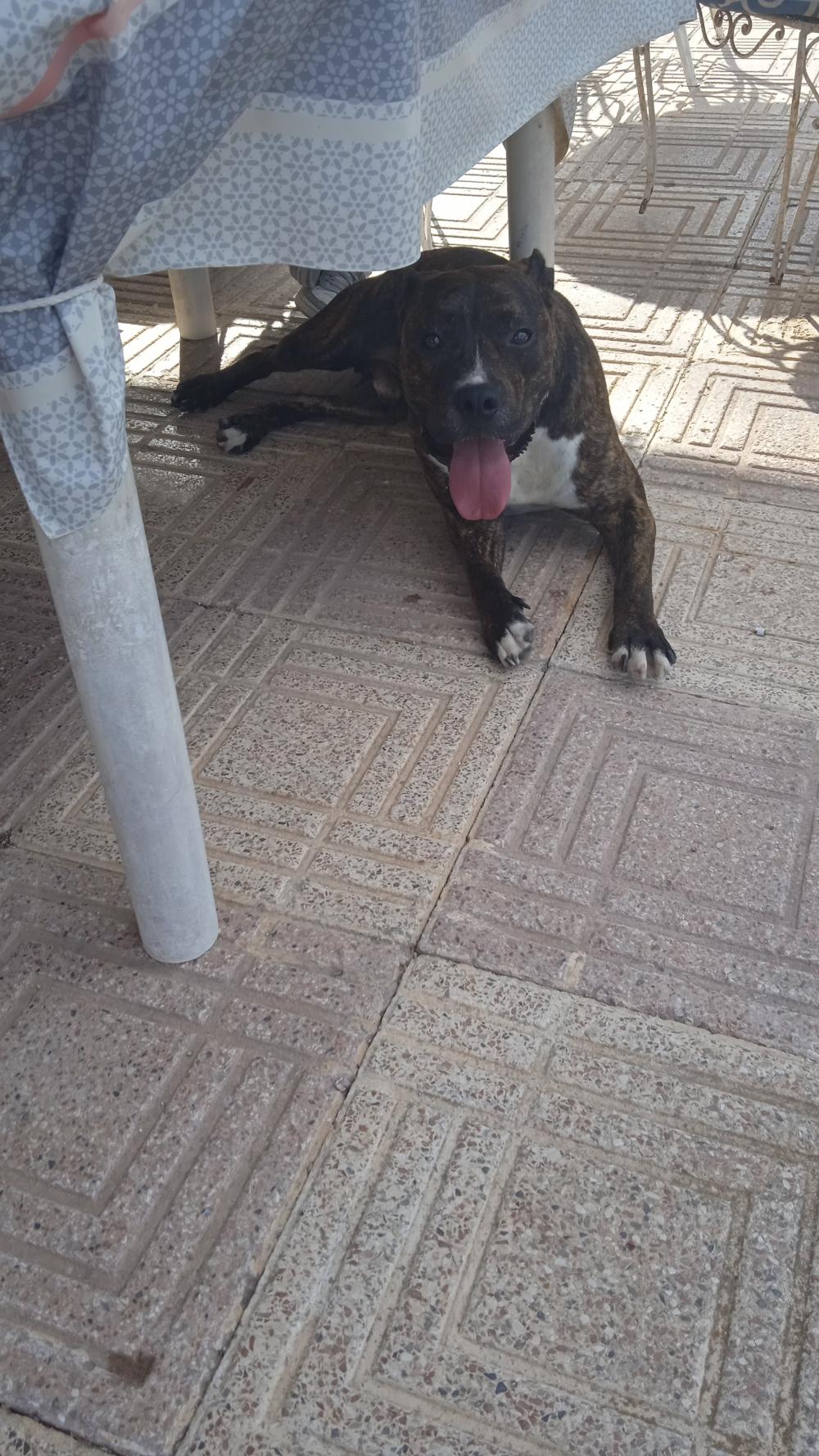 Perro perdido AMERICAN STAFFORDSHIRE TERRIER en Elche  (Alicante)