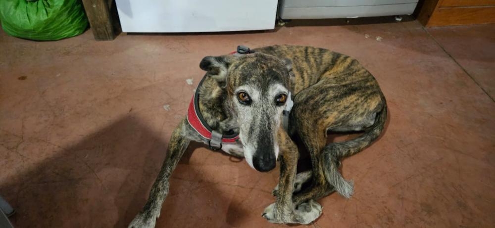 Perro perdido GALGO ESPAÑOL en Campohermoso  ( Almería)