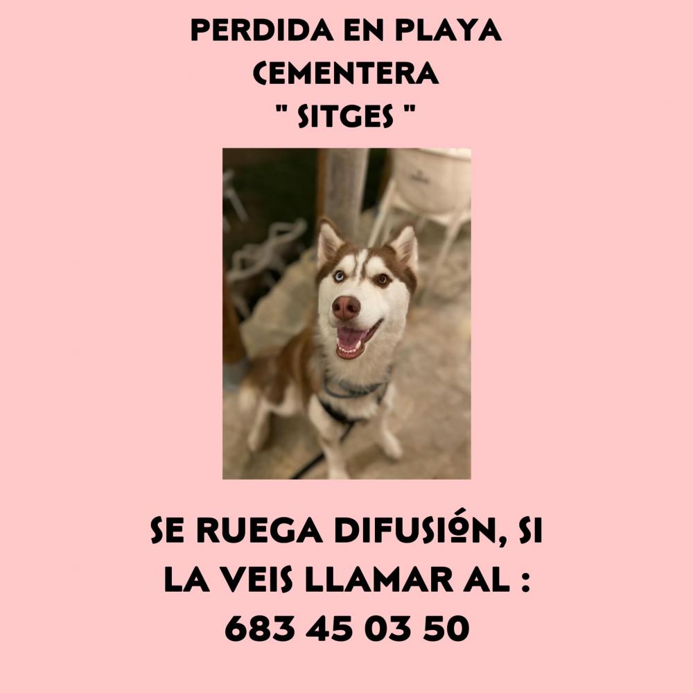 Perro perdido HUSKY SIBERIANO en Sitges (Barcelona)