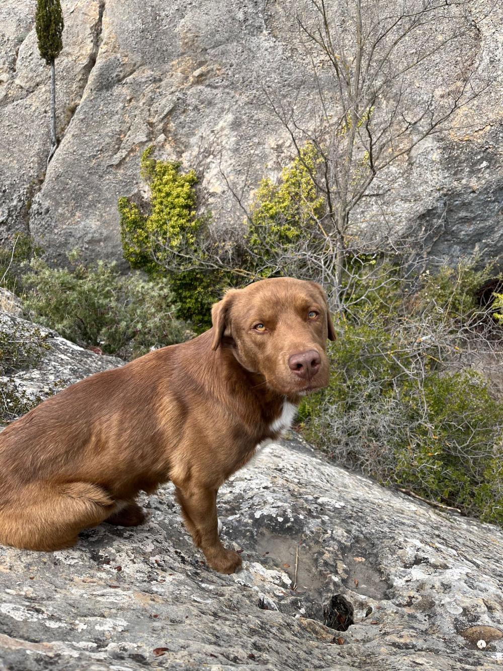 Perro perdido LABRADOR RETRIEVER en Granada (Granada)