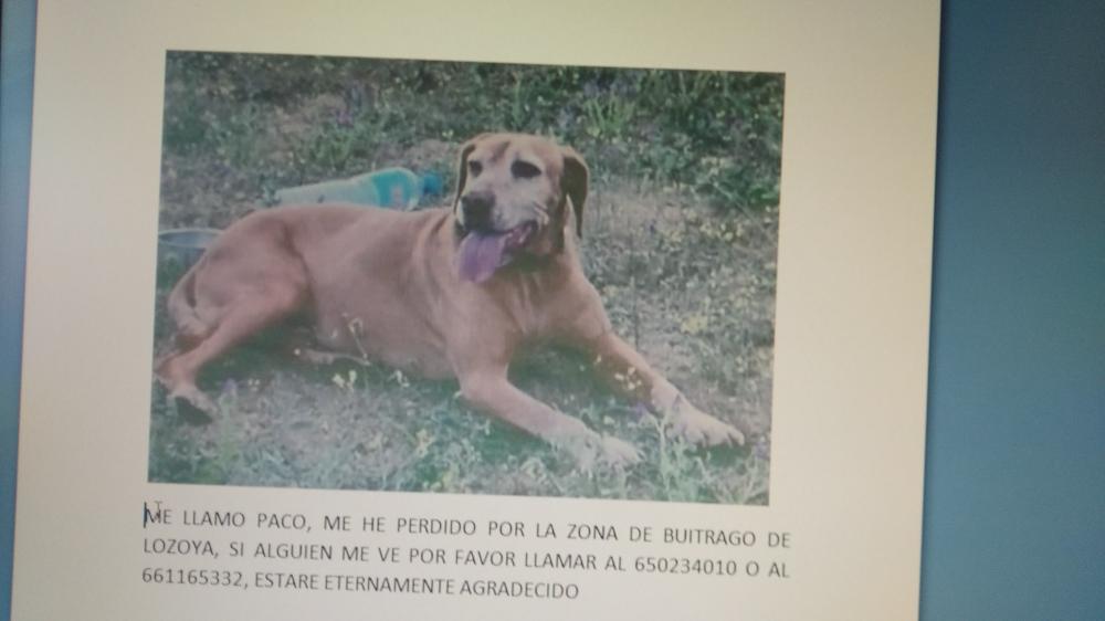 Perro perdido AMERICAN STAFFORDSHIRE TERRIER en Buitrago de Lozoya  (Madrid)