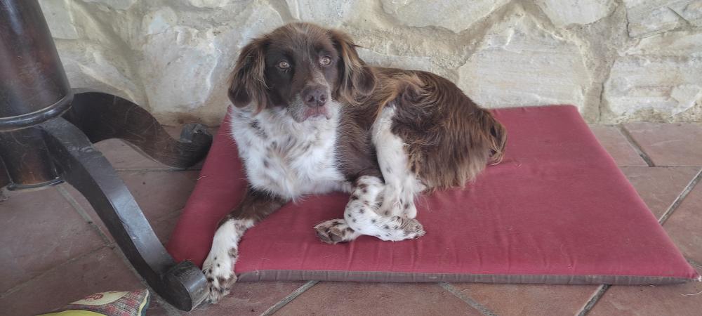 Perro encontrado MESTIZO - DESCONOZCO LA RAZA en Montserrat (Valencia)