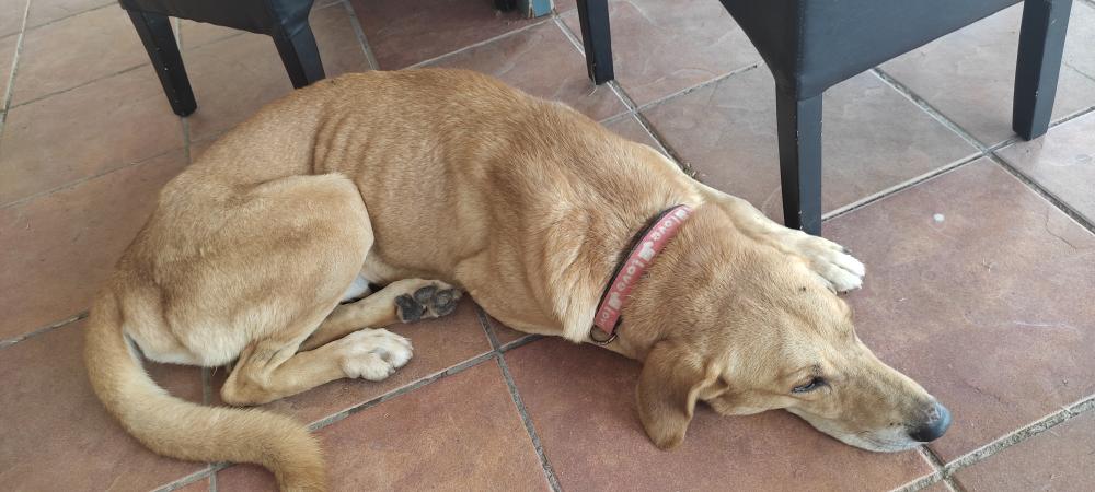 Perro encontrado MESTIZO - DESCONOZCO LA RAZA en Montserrat  (Valencia)