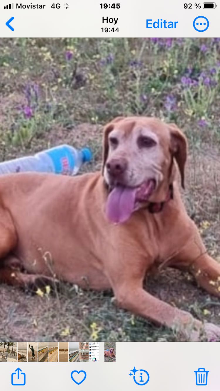 Perro perdido BRACO HÚNGARO DE PELO CORTO en Gascones (Madrid)