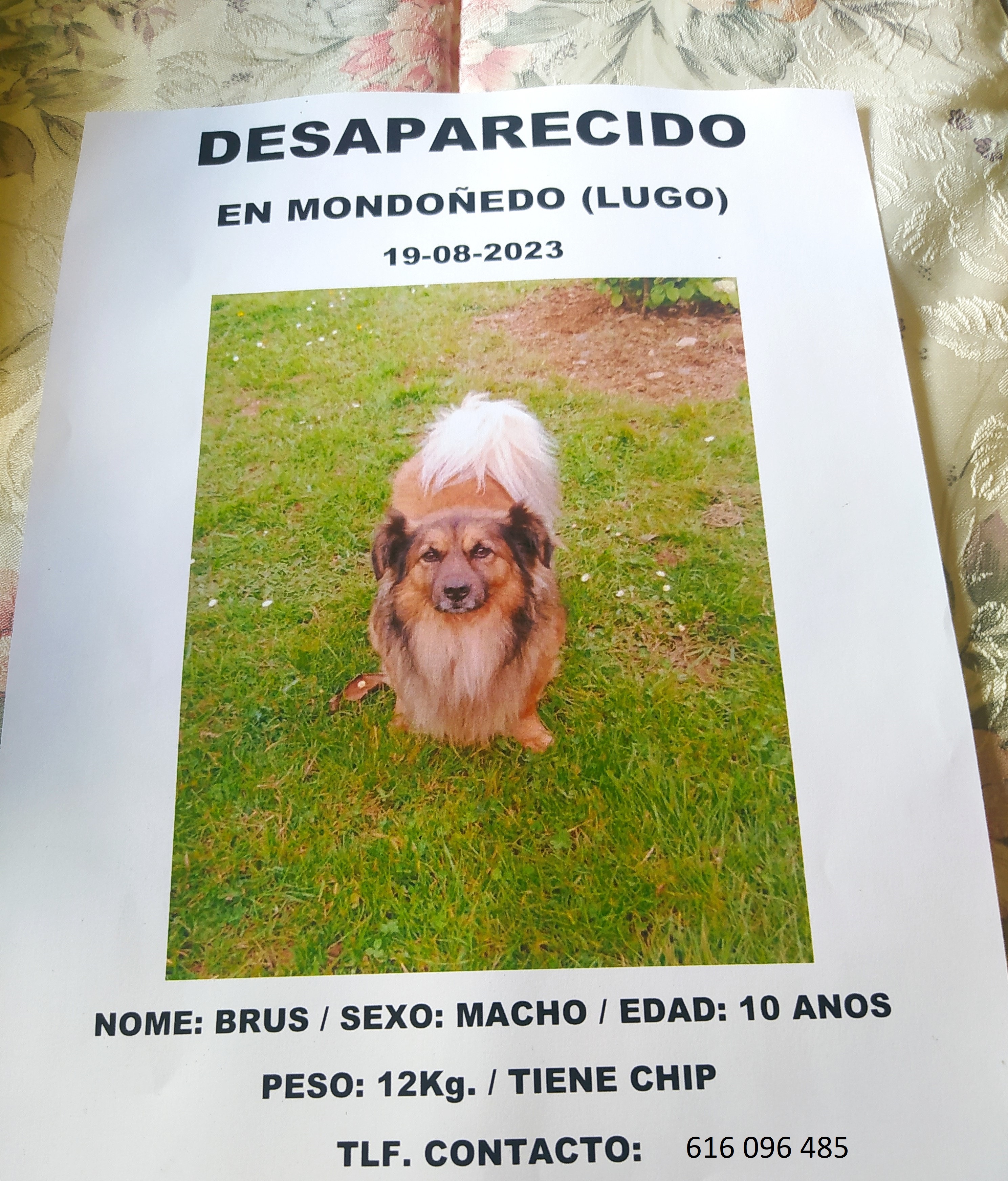 Perro perdido MESTIZO - DESCONOZCO LA RAZA en Mondoñedo (Lugo)