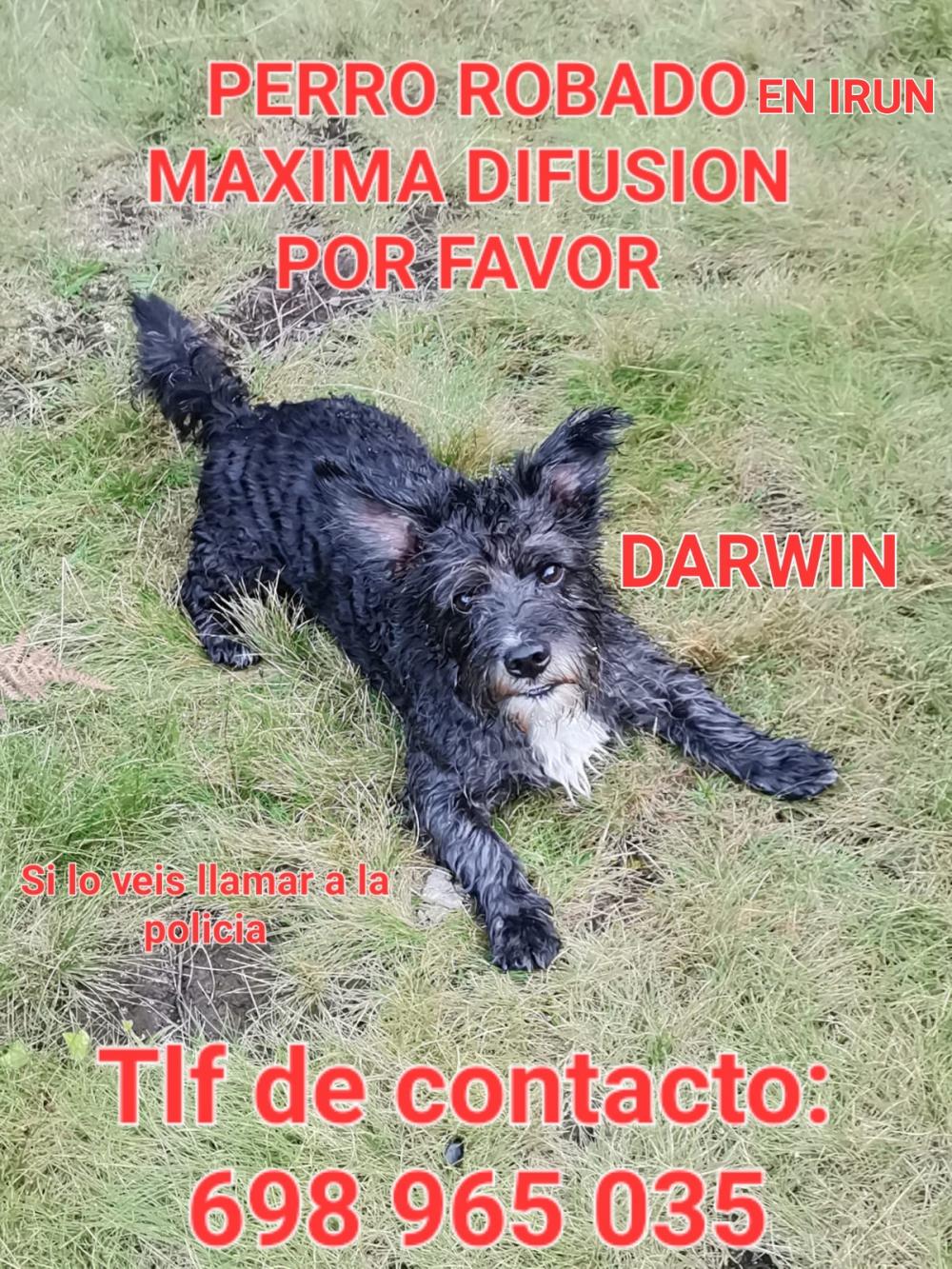 Perro perdido MESTIZO - DESCONOZCO LA RAZA en Irun (Guipúzcoa)