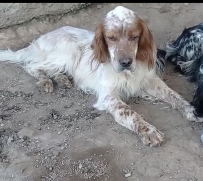 Perro perdido SETTER INGLÉS en Zugarramurdi  (Navarra)