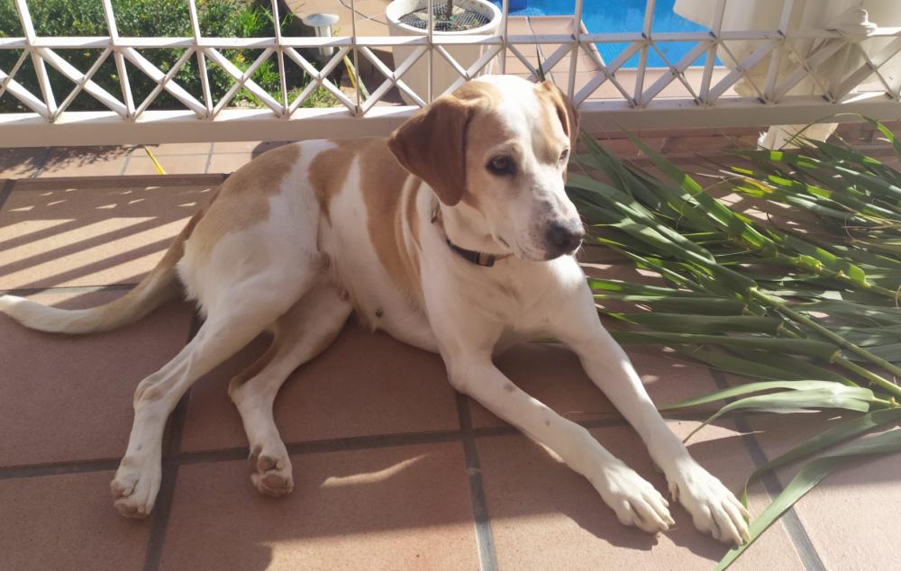 Perro perdido POINTER INGLÉS en La Guardia de Jaén (Jaén)