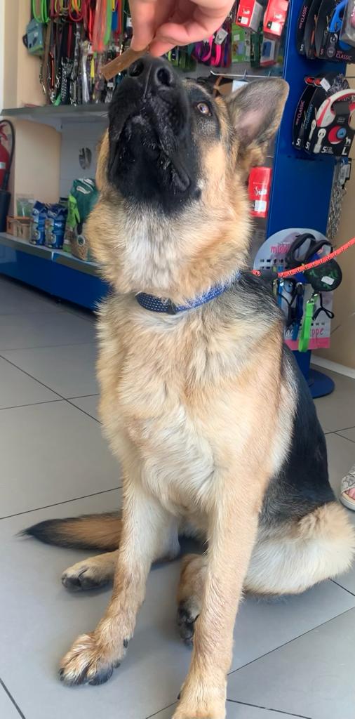 Perro encontrado PASTOR ALEMÁN en SANTAMARÍA DEL CAMPO (Burgos)