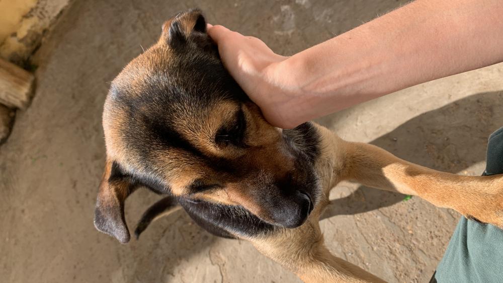 Perro perdido MESTIZO - DESCONOZCO LA RAZA en Benavente  (Zamora)