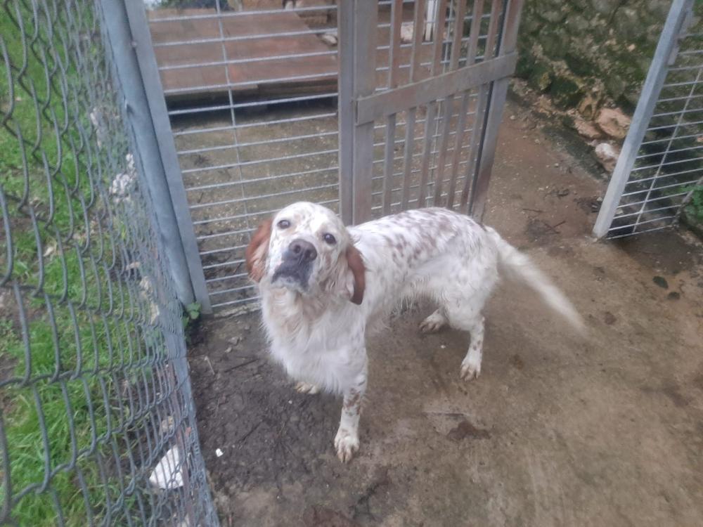 Perro perdido SETTER INGLÉS en Angulo (Burgos)