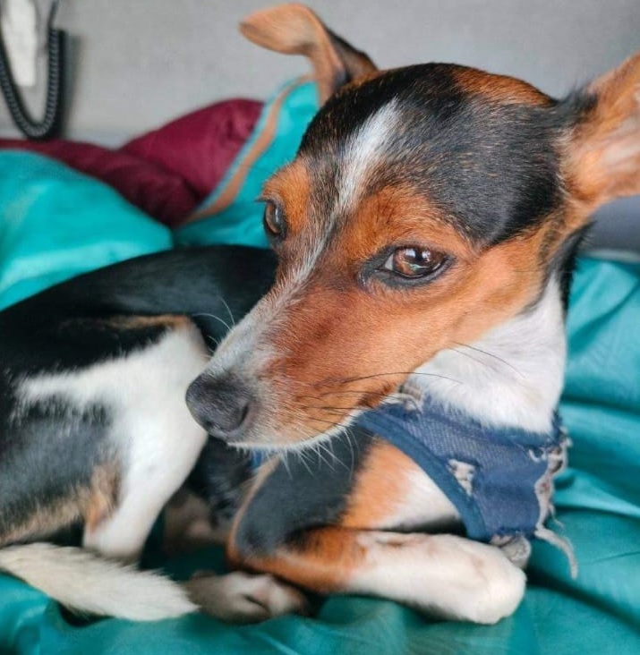 Perro perdido MESTIZO - DESCONOZCO LA RAZA en Tembleque (Toledo)