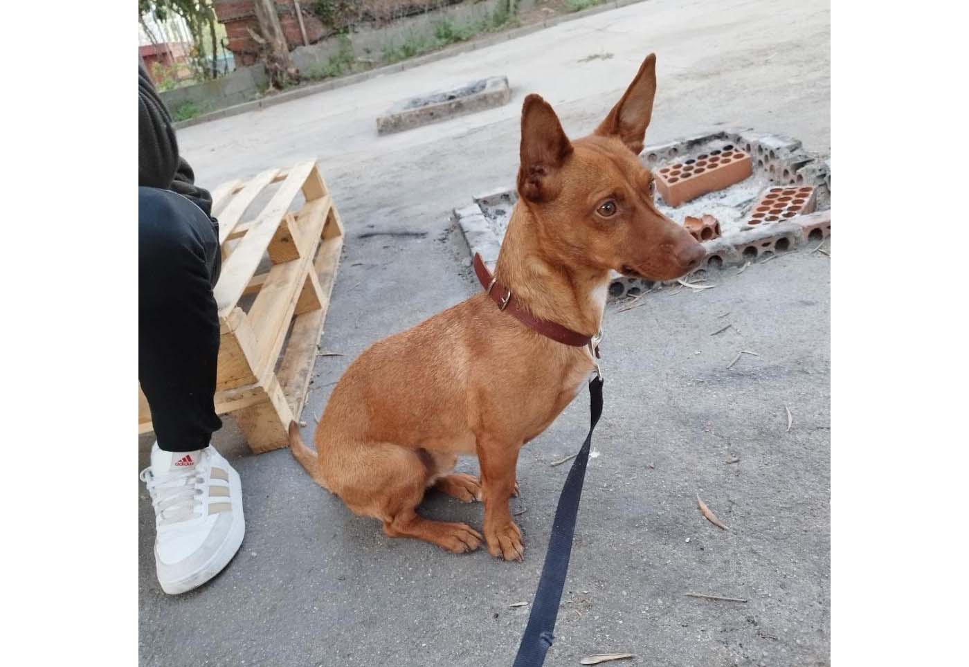 Perro perdido PODENCO ANDALUZ en Lucillos (Toledo)