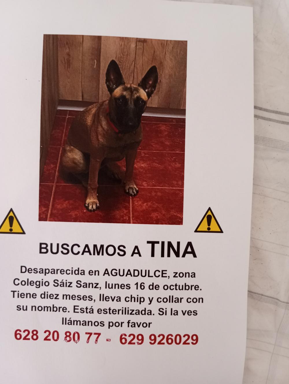 Perro perdido MESTIZO - DESCONOZCO LA RAZA en Aguadulce  ( Almería)