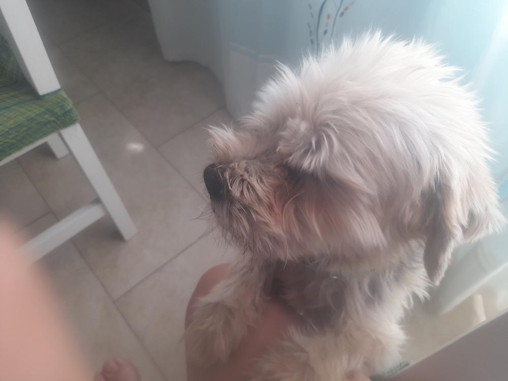 Perro perdido YORKSHIRE TERRIER en Villasequilla  (Toledo)