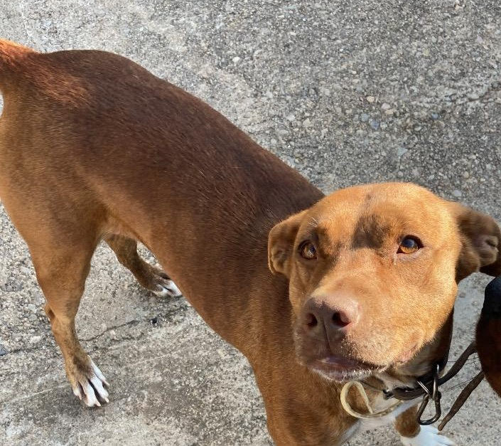 Perro perdido MESTIZO - DESCONOZCO LA RAZA en Vinaros  (Castellón)