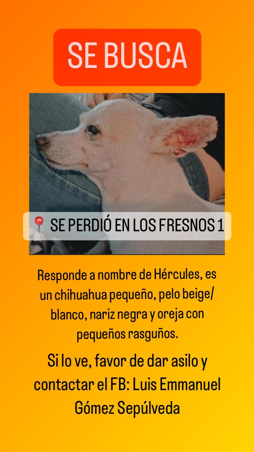 Perro perdido CHIHUAHUEÑO en Apodaca N.L (León)