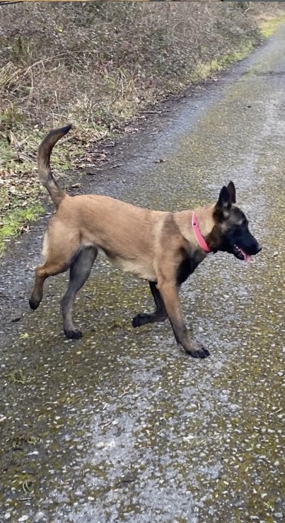 Perro perdido PASTOR BELGA MALINOIS  en Loiu (Vizcaya)