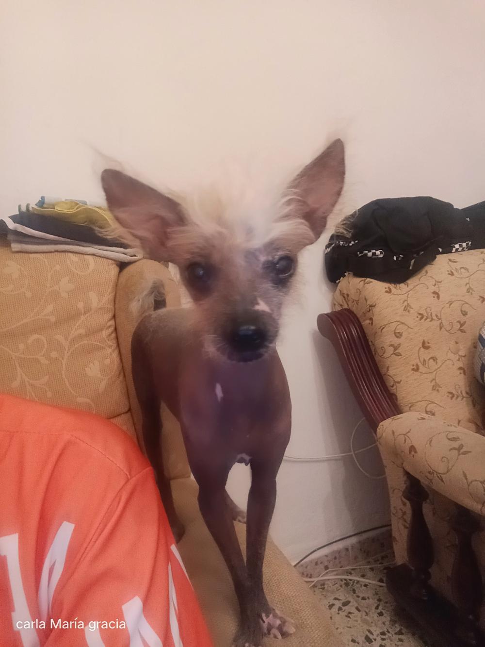 Perro perdido PERRO CRESTADO CHINO en Santa Cruz De Mudela (Ciudad Real)