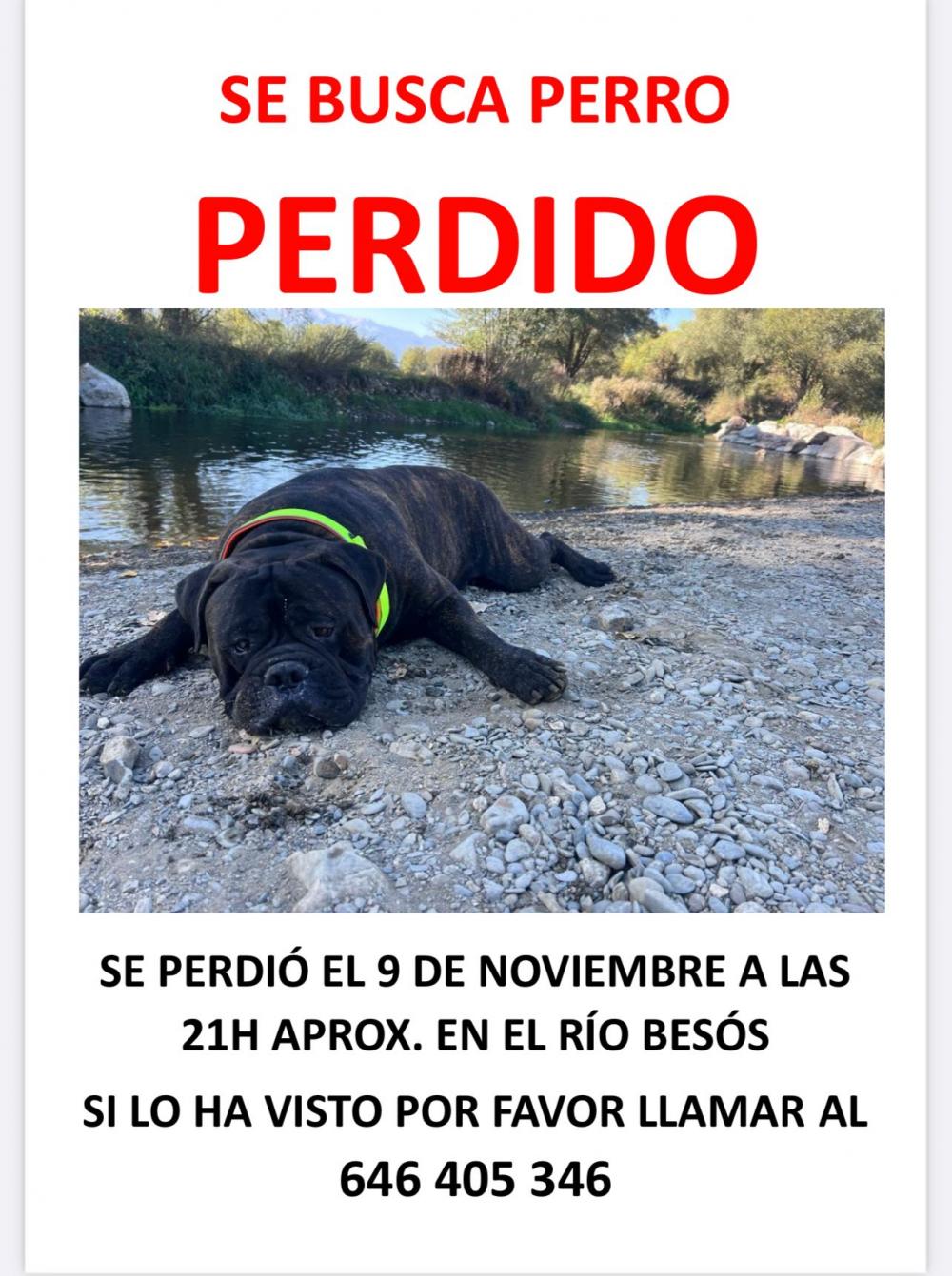 Perro perdido BULLMASTIFF en Barcelona (Barcelona)