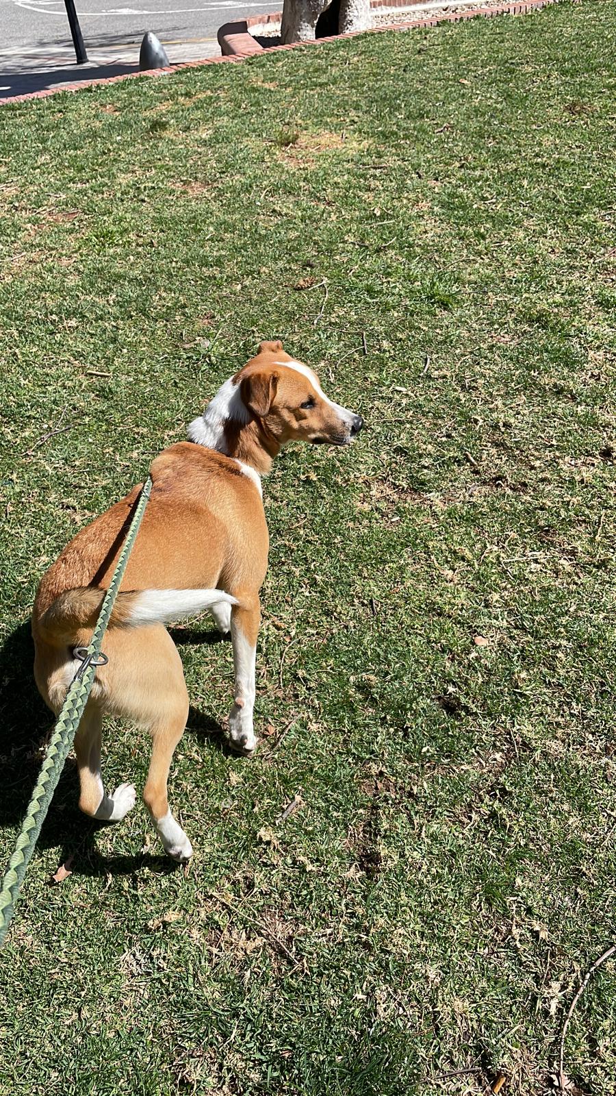 Perro perdido PODENCO ANDALUZ en Rourell (Tarragona)