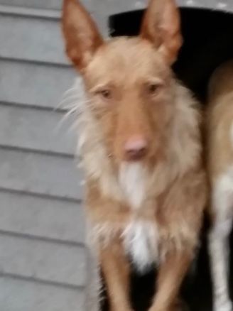 Perro perdido PODENCO ANDALUZ en Fresnedillas de la Oliva (Madrid)