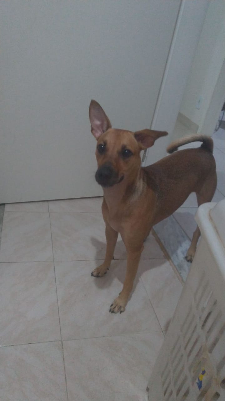 Perro perdido MESTIZO - DESCONOZCO LA RAZA en Granada (Granada)