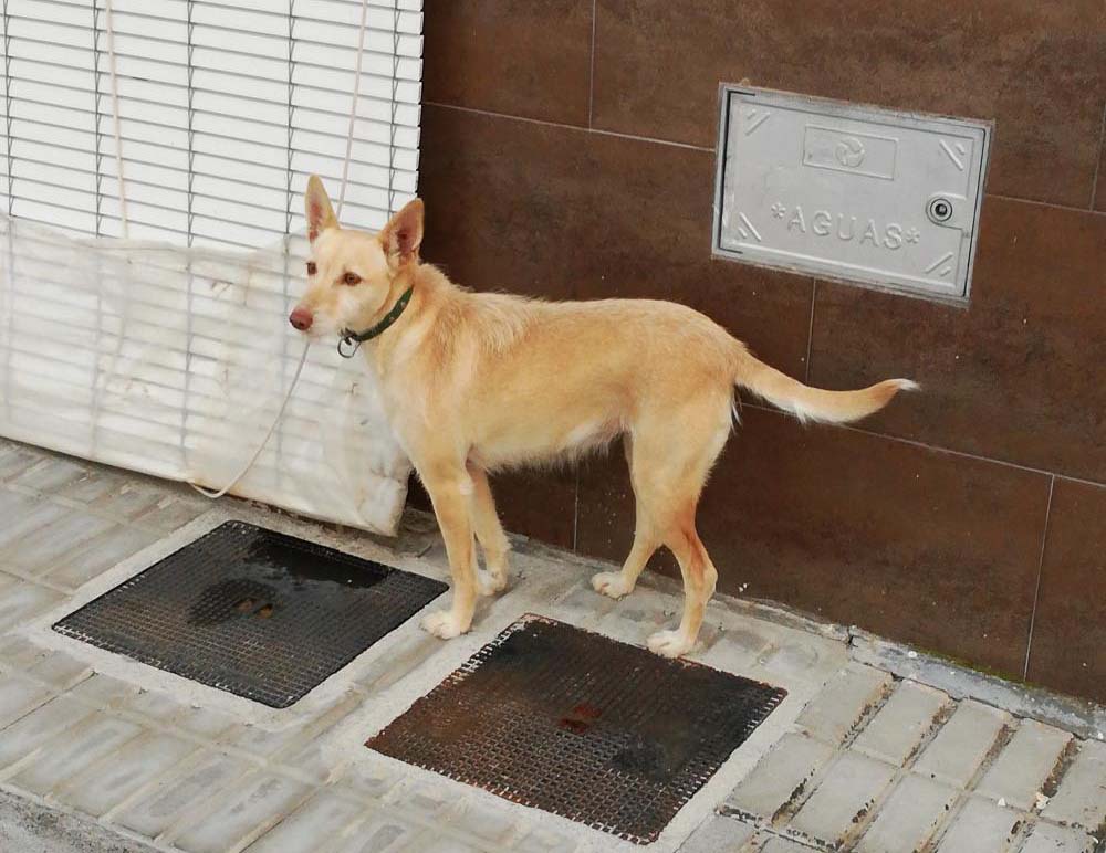 Perro perdido PODENCO PORTUGUÉS en Escúzar (Granada)