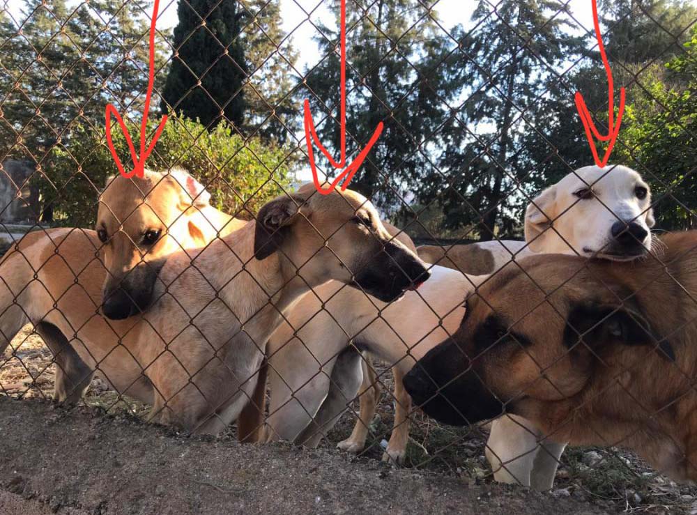 Perro perdido MESTIZO - DESCONOZCO LA RAZA en Pizarra (Málaga)