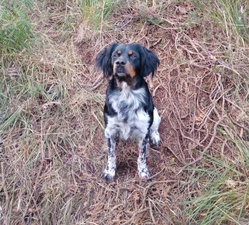 Perro perdido SPANIEL BRETÓN en Usurbil (Guipúzcoa)