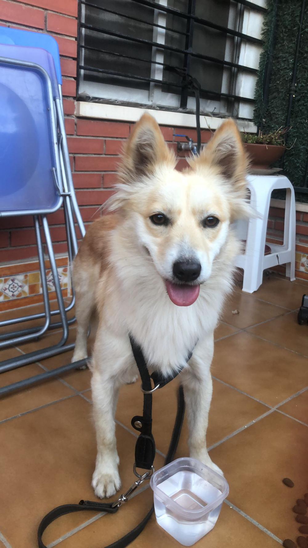 Perro encontrado MESTIZO - DESCONOZCO LA RAZA en Alhaurín el Grande (Málaga)