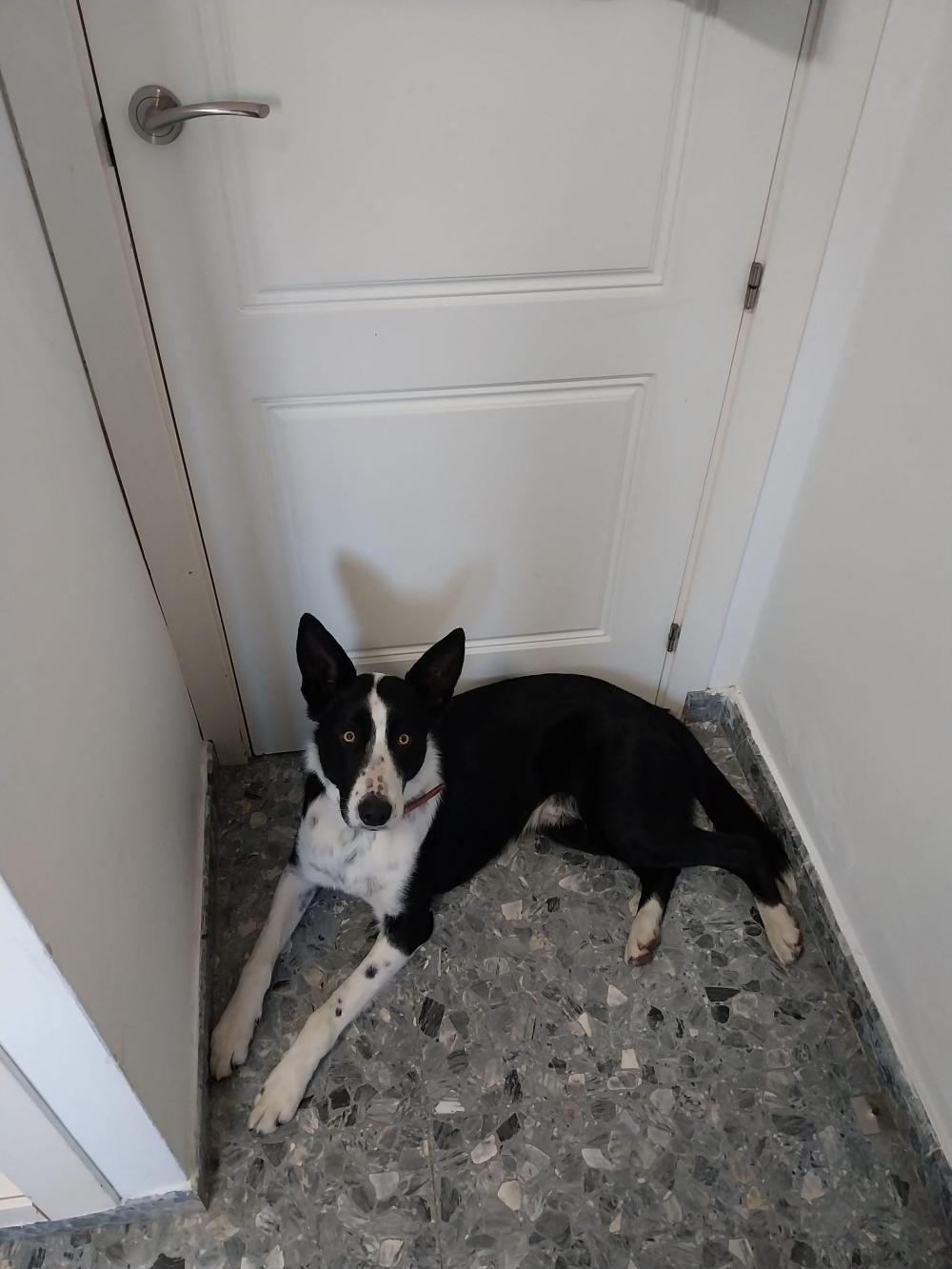 Perro encontrado BORDER COLLIE en Velez Malaga (Málaga)