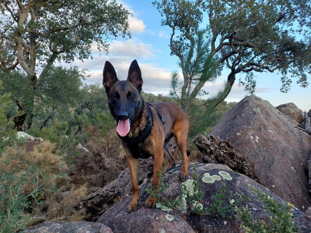 Perro perdido PASTOR BELGA MALINOIS  en Betera (Valencia)