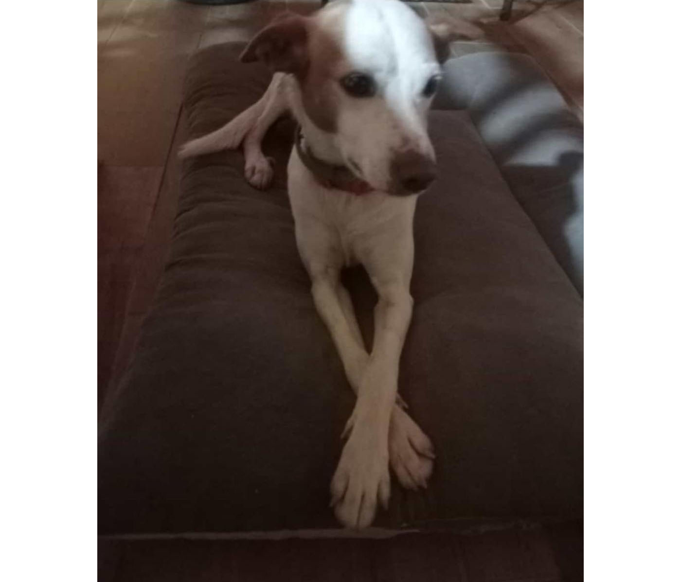 Perro perdido PODENCO ANDALUZ en Quentar (Granada)