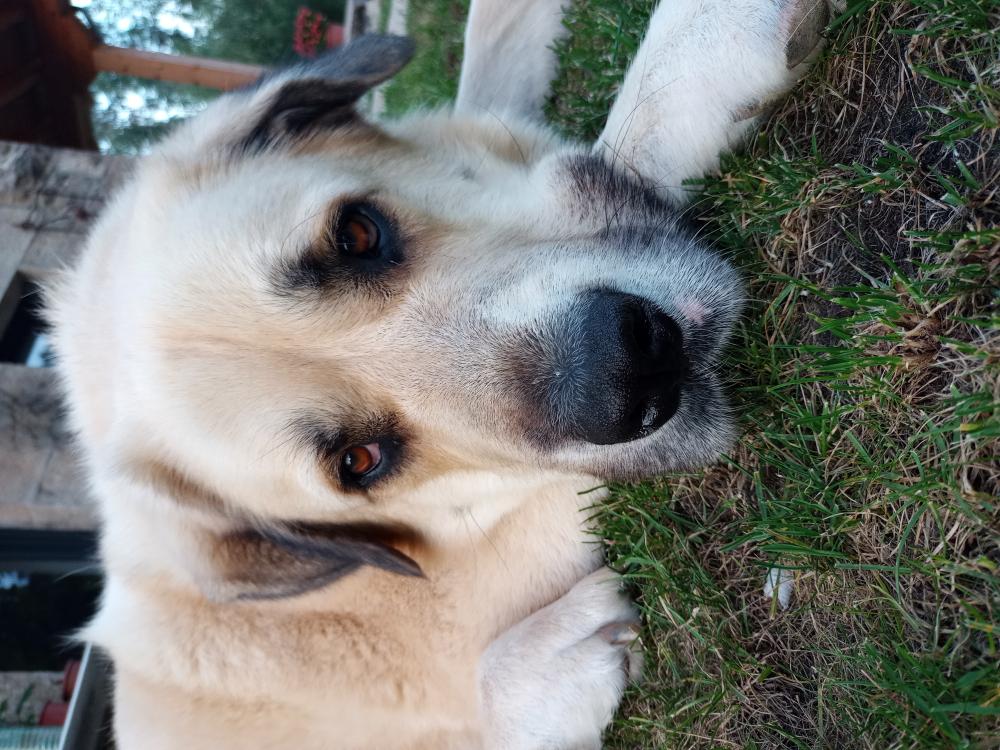 Perro perdido MASTÍN ESPAÑOL en Los Corrales de Buelna (Cantabria)