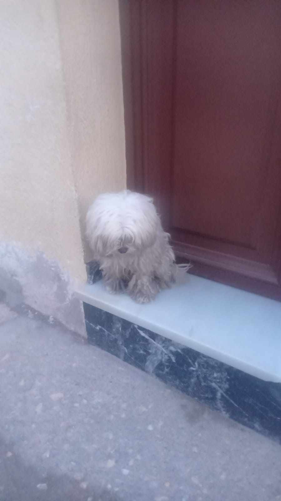 Perro perdido BICHON MALTÉS en Iznalloz  (Granada)