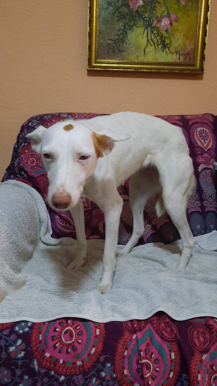 Perro perdido PODENCO ANDALUZ en Burjassot  (Valencia)