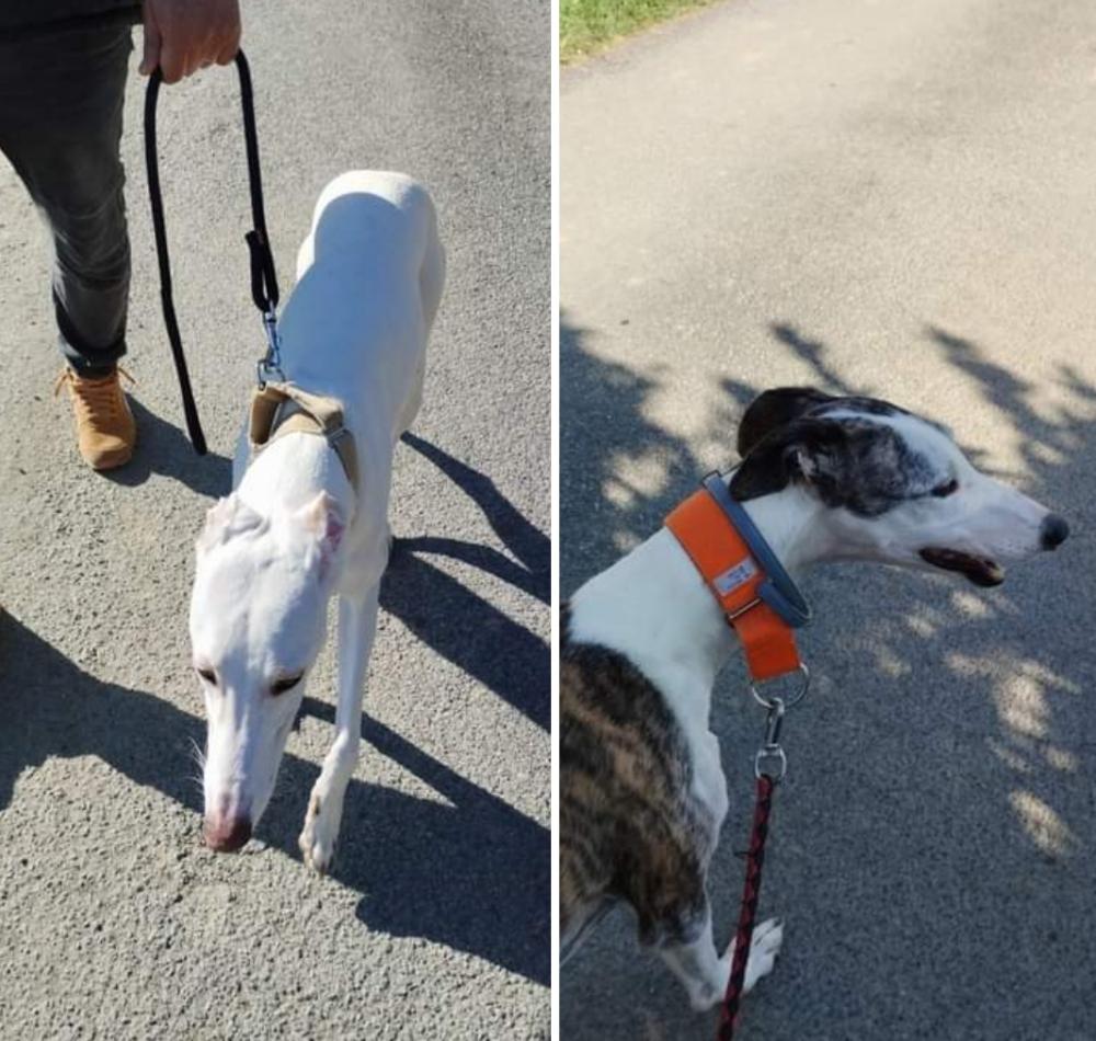 Perro perdido GALGO ESPAÑOL en A Gudiña (Orense)