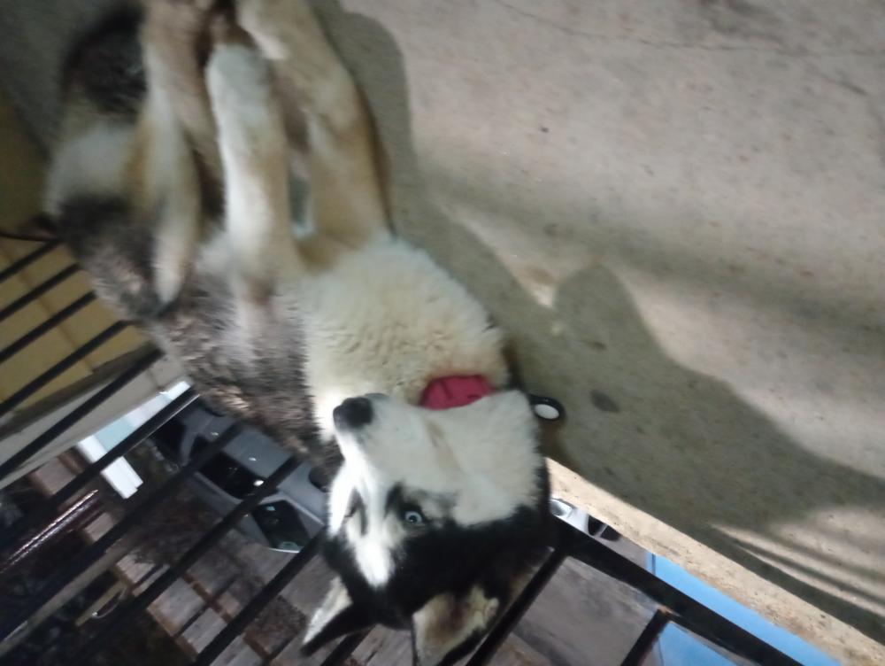 Perro encontrado HUSKY SIBERIANO en Houston  (Alicante)