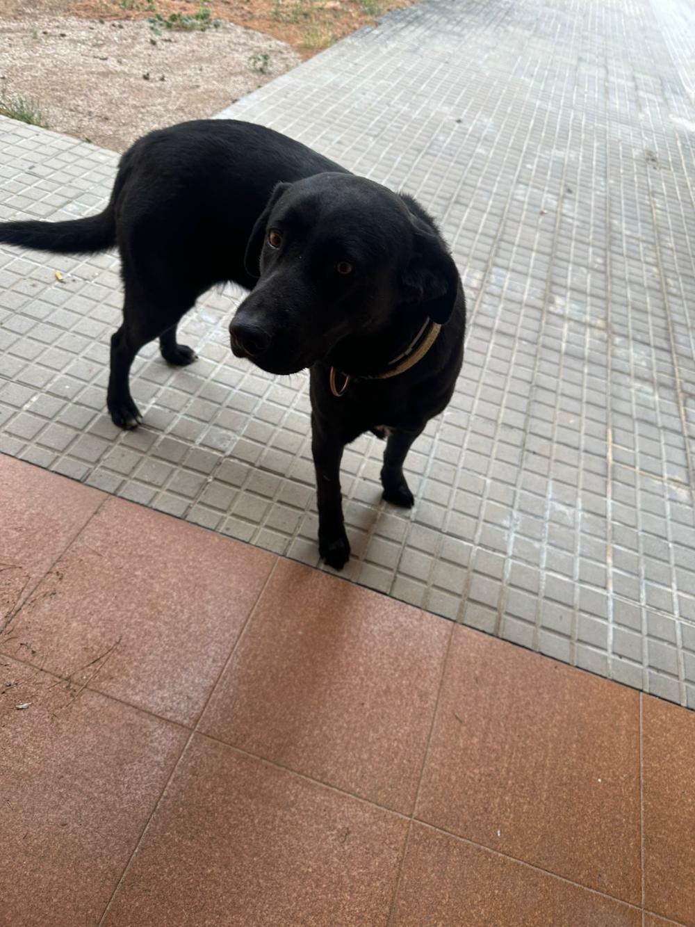 Perro encontrado MESTIZO - DESCONOZCO LA RAZA en Sant Jaume dels Domenys (Tarragona)