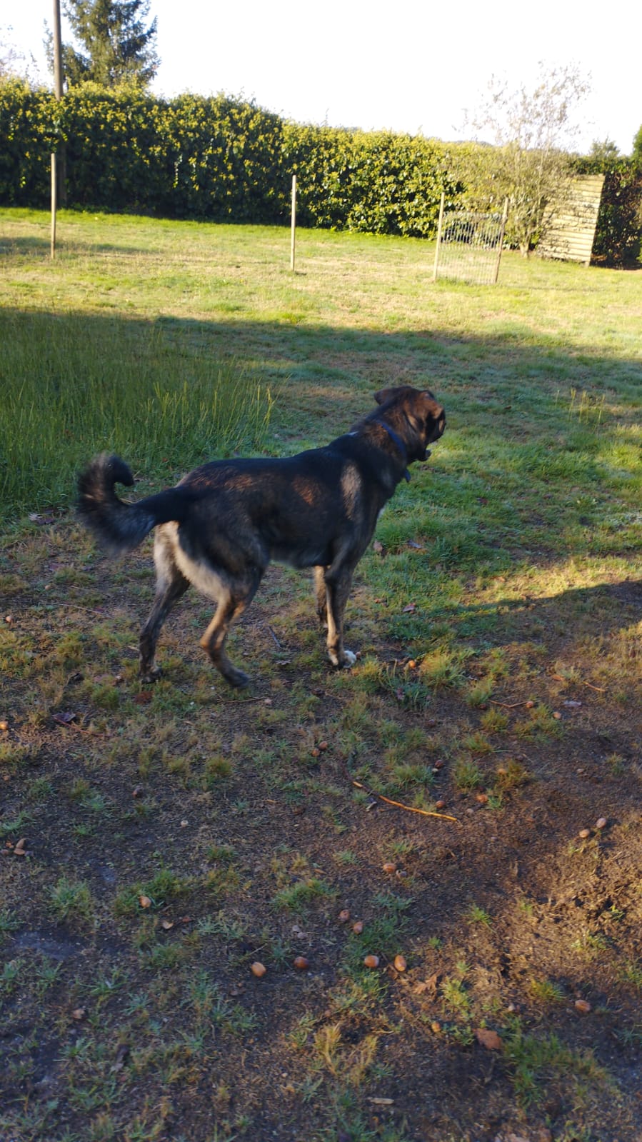 Perro perdido MASTÍN ESPAÑOL en Sober (Lugo)