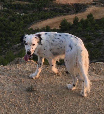 Perro perdido SETTER INGLÉS en Castiliscar  (Zaragoza)