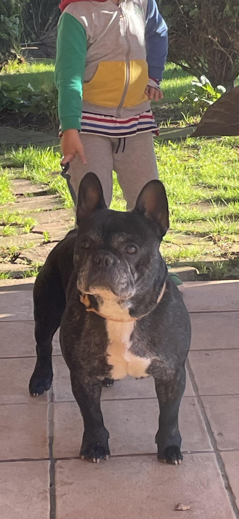 Perro perdido BULLDOG FRANCÉS en Suances  (Cantabria)