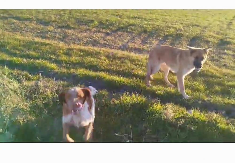 Perro perdido PASTOR ALEMÁN en Coca de alba (Salamanca)