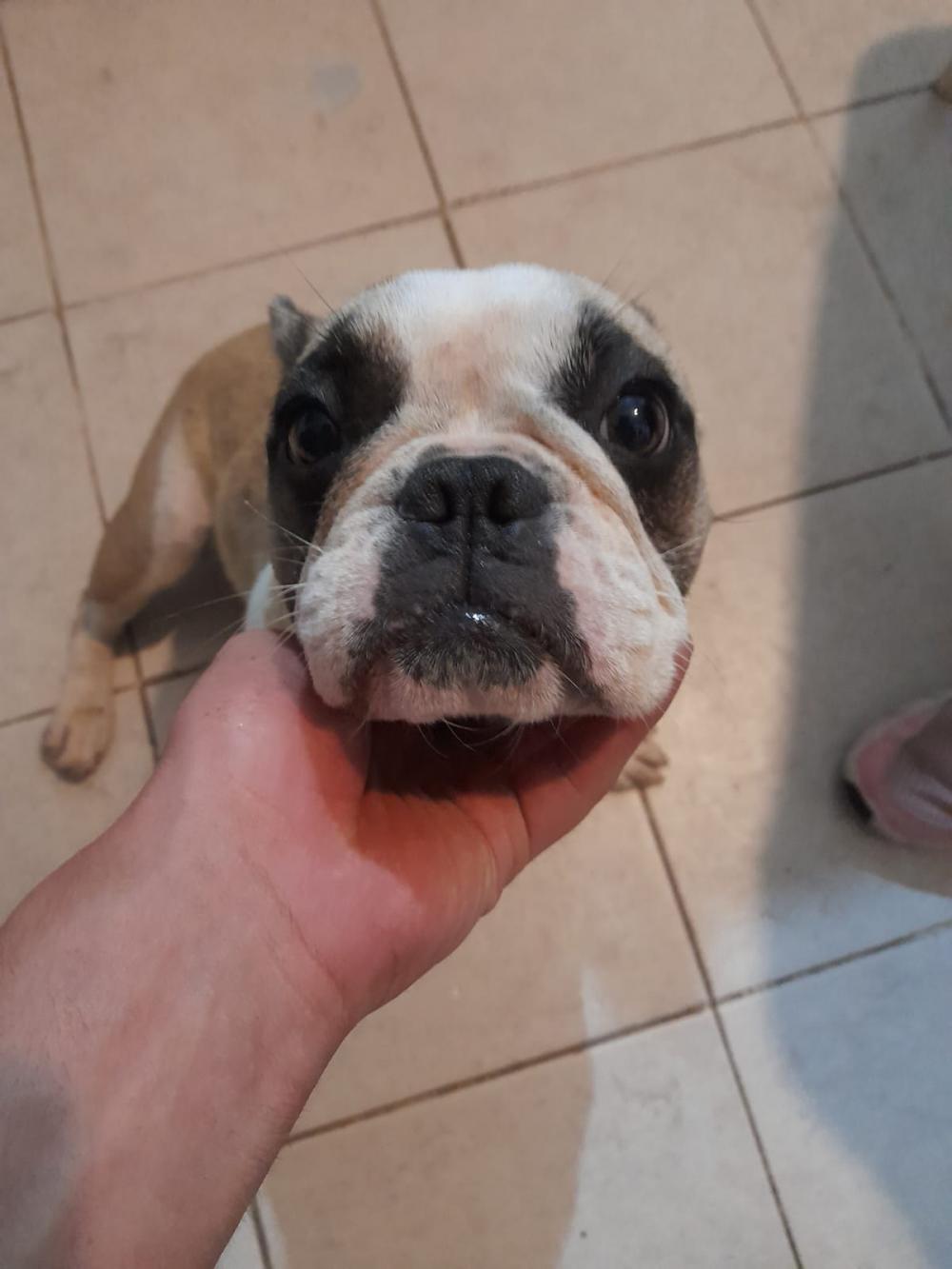 Perro encontrado BULLDOG FRANCÉS en CAPITAL (Córdoba)